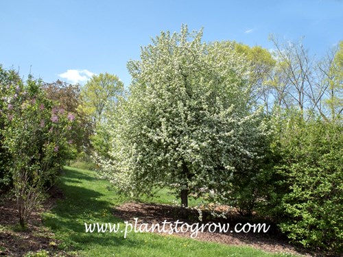 Korean Sun Pear (Pyrus fauriei)
(May 6)